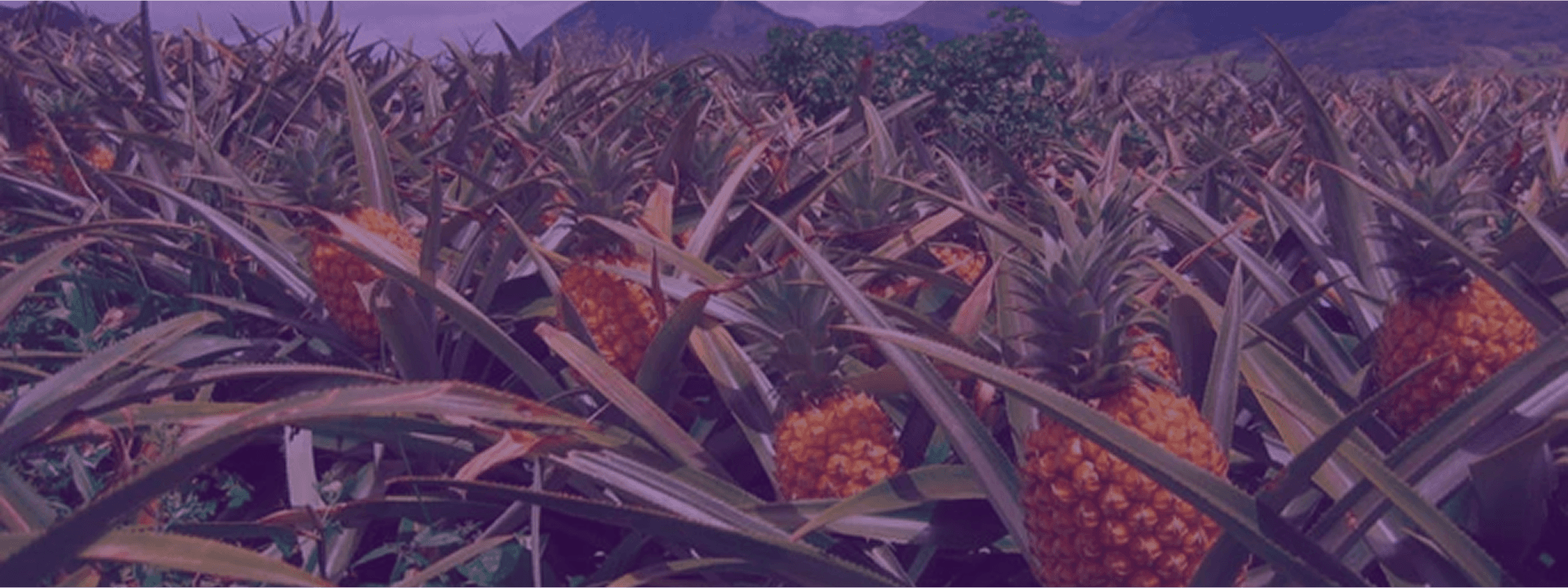 Pineapple field