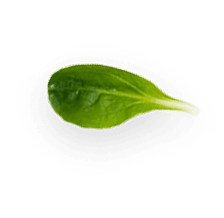 Small leaf